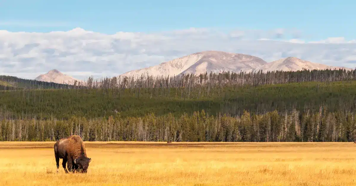 Salt Lake City to Glacier National Park - Yellowstone NP view